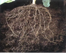 サンヨーバーク団粒土壌